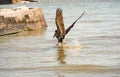 Key West, Florida - Beautiful pelican catching the fish in the ocean water Royalty Free Stock Photo