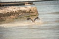 Key West, Florida - Beautiful pelican catching the fish in the ocean water Royalty Free Stock Photo