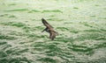 Key West, Florida - Beautiful pelican flying above the ocean water looking for fish Royalty Free Stock Photo