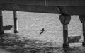 Key West, Florida - Beautiful pelican flying above the ocean water under bridge looking for fish