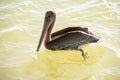 Key West, Florida - Beautiful pelican sitting on the water near Key West beach Royalty Free Stock Photo