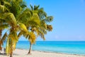 Key west florida Smathers beach palm trees US Royalty Free Stock Photo