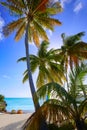 Key west florida Smathers beach palm trees US Royalty Free Stock Photo