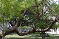 Key West Park Tree