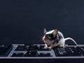 Keybord and mouse Royalty Free Stock Photo