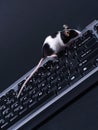 Keybord and mouse Royalty Free Stock Photo