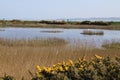 Keyhaven salt marshes in the Spring