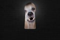 Keyhole, open door to the aggressive dog Royalty Free Stock Photo