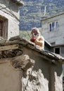 Buddhist Praying in Keylong, India Royalty Free Stock Photo