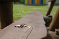 Keys forgotten on wooden bench outdoors. Lost and found