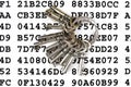 Keys on a sheet with encrypted data Royalty Free Stock Photo
