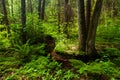 A keystone habitat with a small stream in Northern Europe Royalty Free Stock Photo