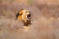 Kgalagadi black mane lion with open muzzle with tooth. Portrait of pair of African lions, Panthera leo, detail of big animals, Royalty Free Stock Photo