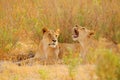 Kgalagadi female lion with open muzzle with tooth. Portrait of pair of African lions, Panthera leo, detail of big animals, Royalty Free Stock Photo