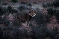 Kgalagadi lion in dark morning, Botswana. Lion with black mane, big animal in the habitat. Face portrait of African dangerous cat Royalty Free Stock Photo