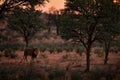 Kgalagadi lion in dark morning, Botswana. Lion with black mane, big animal in the habitat. Face portrait of African dangerous cat Royalty Free Stock Photo