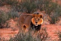 Kgalagadi lion in dark morning, Botswana. Lion with black mane, big animal in the habitat. Face portrait of African dangerous cat Royalty Free Stock Photo