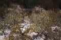 Kgalagadi transfrontier park, South Africa