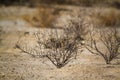 Kgalagadi transfrontier park, South Africa