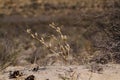 Kgalagadi transfrontier park, South Africa