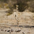 Kgalagadi transfrontier park, South Africa