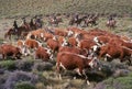 Herd of Holstein cattle crowd in green Pasture Royalty Free Stock Photo