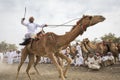 Omani man riding a camel on a dusty countryside road Royalty Free Stock Photo
