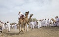 omani men racing on camels Royalty Free Stock Photo