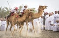 omani men getting ready to race their camels on a dusty countryside road