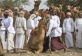 omani men getting ready to race their camels on a dusty countryside road