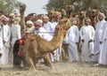 omani men getting ready to race their camels on a dusty countryside road