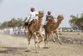 Omani men racing camels on dusty countryside road Royalty Free Stock Photo