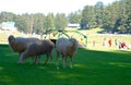 Sheep grazing fields
