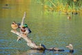 Ducks Sitting On A Log With A Terrapin