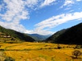 Rice field enroute Khamsum Yulley Namgyal Choten, Bhutan Royalty Free Stock Photo