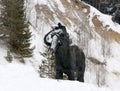 Sculptures of mammoths in Archeopark, Khanty - Mansiysk, Russia Located at the foot of glacial hill, Archeopark shows lifelike sta