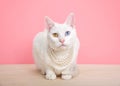 Khao Manee cat with heterochromia wearing a pearl neclace Royalty Free Stock Photo