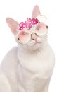 Khao Manee cat wearing bride to be glasses Royalty Free Stock Photo