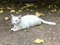 Pretty Thai cat, white fur body and blue eyes