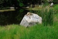 A composition of grass,rock,and tree background