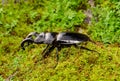 Khao-yai stag beetle (Hexarthrius nigritus)