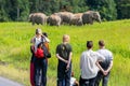 On the back of tourists watching wild elephants in blurry background Royalty Free Stock Photo