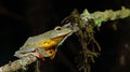 Khao Yai TreefrogRhacophorus sp., Beautiful Frog, Frog , Tree Frog, Tree frog on branch