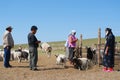 Mongolian people count cattle before cutting wool for felt in Harhorin, Mongolia.