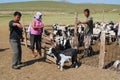 Mongolian people count cattle before cutting wool for felt in Harhorin, Mongolia.