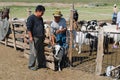 Mongolian people count cattle before cutting wool for felt in Harhorin, Mongolia.