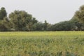 Kharif crop grows favorably in the field in the monsoon season Royalty Free Stock Photo