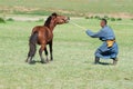 Mongolian man tames young wild horse in a steppe circa Kharkhorin, Mongolia.