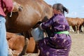 Mongolian woman wearing traditional dress milks mare in a steppe in Kharkhorin, Mongolia.