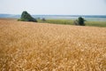 Kharkiv, Ukraine. Golden wheat ripens in an agricultural field where cereals are harvested. Golden grain grains.